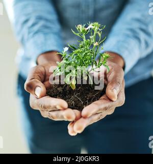 I sogni devono essere coltivati. Scatto ritagliato di un uomo che tiene una pianta. Foto Stock