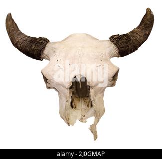 Bull cranio isolato su sfondo bianco. Cranio bisonte europeo, trofeo di caccia su sfondo bianco Bison bonasus Foto Stock