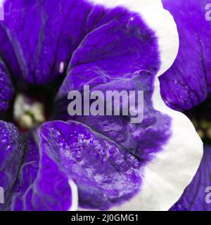 Primo piano sul fiore blu della Petunia con un bordo bianco. Foto Stock