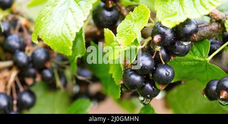Bacche di ribes nero su un ramo nel giardino estivo. Foto Stock