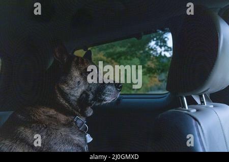 brindle marrone husky boxer mix grande cane seduto in un'auto in corso di un'avventura Foto Stock