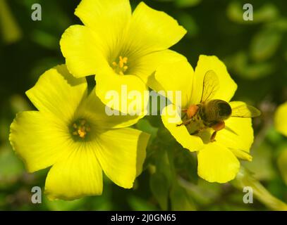 Oxalis pes-caprae impollinante delle api, Buttercup Oxalis, Bermuda Buttercup. Foto Stock