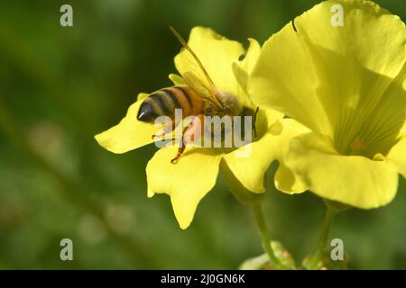 Oxalis pes-caprae impollinante delle api, Buttercup Oxalis, Bermuda Buttercup. Foto Stock