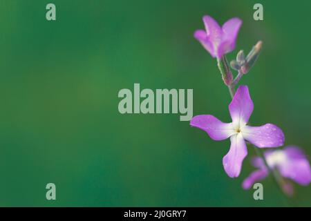 Notte fiori viola primavera Matthiola longipetala isolato Foto Stock