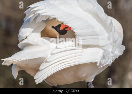 il cigno bianco guarda attraverso le sue piume - il cigno muto pulisce le sue piume Foto Stock