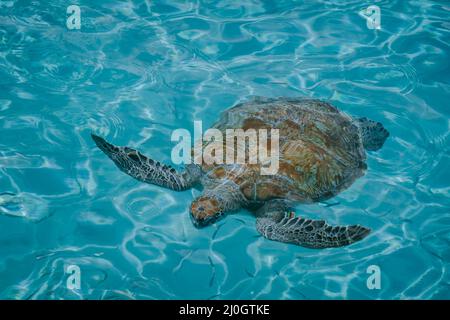 Tartaruga marina nell'isola di Curacao con acqua limpida dall'alto Foto Stock