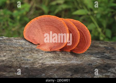 Vista closeup del pycnoporus sanguineus, comunemente noto come fungo della staffa rosso sangue, staffa del cinabro tropicale, o polipore arancione Foto Stock