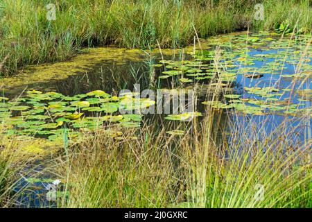 Habitat delle zone umide con ninfee e altre piante acquatiche Foto Stock