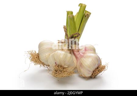 Mazzo di teste di aglio su sfondo bianco con ombra morbida Foto Stock