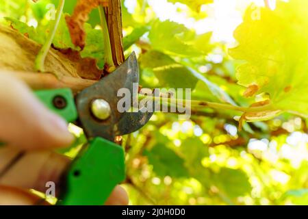 Winegrower potatura di una vite con un giardino secateurs nel vigneto autunno. Primo piano. Messa a fuoco selettiva Foto Stock