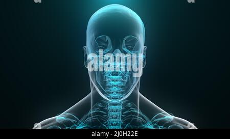 Raggi umani. 3D rendering Foto Stock