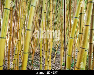 Folti spessi di bambù verde nel parco. Boschetto di bambù. Foto a schermo intero Foto Stock