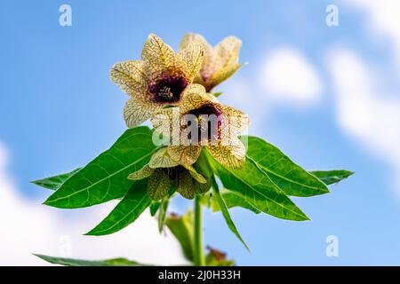 Hyoscyamus tossico Foto Stock