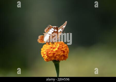 Farfalla seduta in cima al fiore di marigold Foto Stock