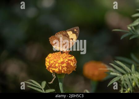 Farfalla seduta in cima al fiore di marigold Foto Stock