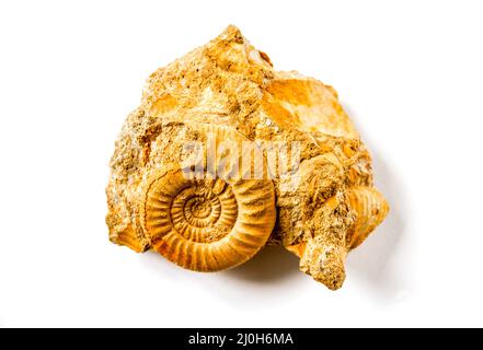Fossile Ammonite isolato su sfondo bianco Foto Stock