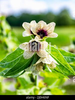 Hyoscyamus tossico Foto Stock