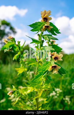 Hyoscyamus tossico Foto Stock