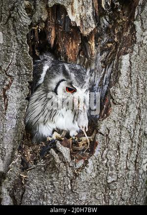 Regno Unito - Uccelli di preda - trasformando Owl Foto Stock