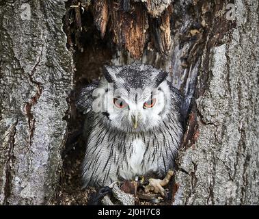 Regno Unito - Uccelli di preda - trasformando Owl Foto Stock