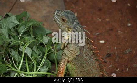 L'iguana è a terra Foto Stock