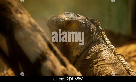 L'iguana si siede a terra in un posto leggermente scuro Foto Stock