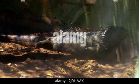 L'iguana si siede a terra in un posto leggermente scuro Foto Stock