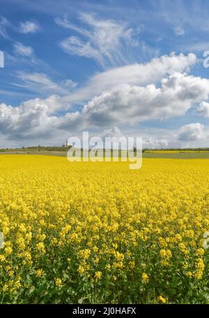 Campo di colza a Kap Arkona,Ruegen,mar baltico,Meclemburgo pomerania occidentale,Germania Foto Stock