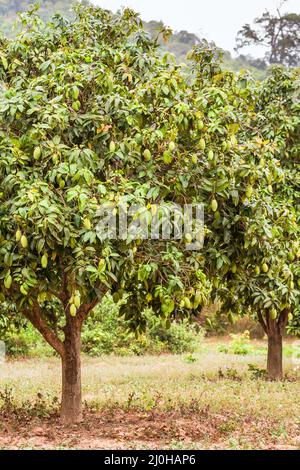 Albero di mango con mango verde appeso su albero con sfondo a foglia in frutteto estivo Foto Stock