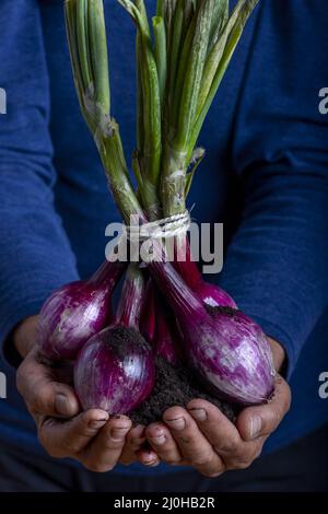 Donna che tiene un mazzo di cipolle Foto Stock