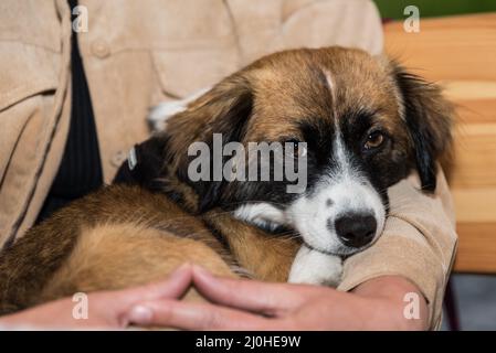 Il cane piccolo si trova con il proprietario del cane - primo piano cane di razza mista Foto Stock