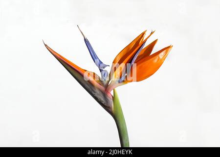 Primo piano fiore colorato di gru fiore, uccello di paradiso, sigude (Strelitzia reginae). Famiglia Strelitziaceae. Isolato, sfondo bianco, Foto Stock