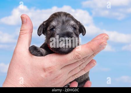 Un piccolo cucciolo neonato in mano al proprietario. Un piccolo cucciolo nero in miniatura schnauzer sullo sfondo di nuvole bianche nel cielo. Cura degli animali domestici. Nazione Foto Stock