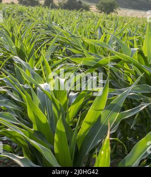 Luce solare che brilla attraverso foglie di mais verde (Zea mays). Campo agricolo di mais, vista dal basso. Foto Stock