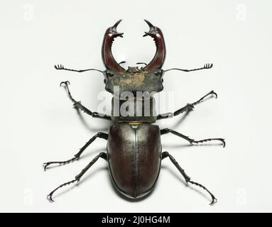 Maschio europeo stag beetle (Lucanus cervus) isolato su sfondo bianco. Foto Stock