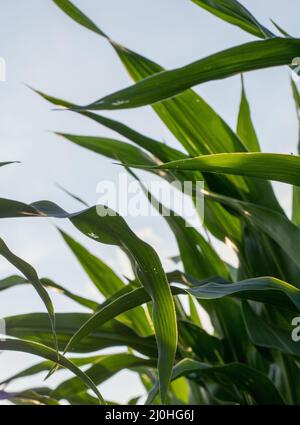 Luce solare che brilla attraverso foglie di mais verde (Zea mays). Campo agricolo di mais, vista dal basso. Foto Stock