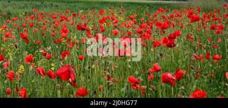 Campo di papaveri rossi fiori (Papaver roeas) primo piano. La pianta è anche conosciuta come mais rosa, comune, mais , campo , Fiandre o. Foto Stock