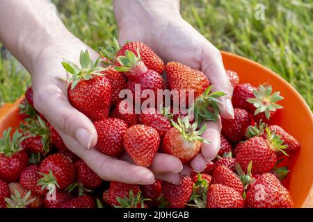 Mani femminili che tengono fragole appena raccolte. Foto Stock