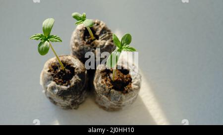 I germogli di cannabis si avvicinano. Piantina fresca di marijuana giovane. Pianta crescente su sfondo chiaro. Foto Stock
