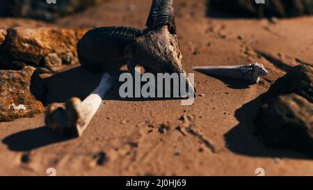 Cranio RAM alla spiaggia di sabbia Foto Stock