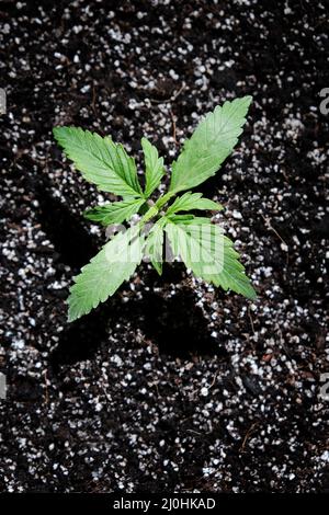 Coltivare piantina di cannabis su sfondo nero. Piccola pianta di marijuana in una pentola con terreno di cocco, vista dall'alto, posa piatta. Foto Stock