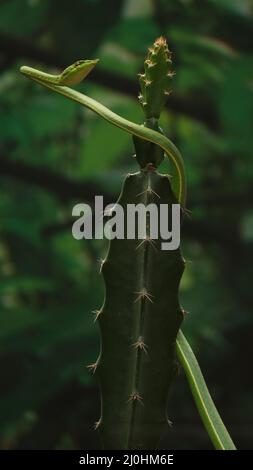 Il serpente verde acuto (Ahaetulla). Con sfondo sfocato Foto Stock