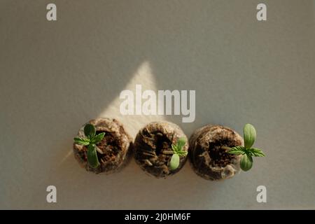 I germogli di cannabis si avvicinano. Piantina fresca di marijuana giovane. Pianta crescente su sfondo chiaro. Foto Stock