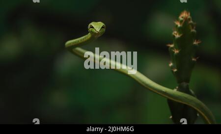 Il serpente verde acuto (Ahaetulla). Con sfondo sfocato Foto Stock
