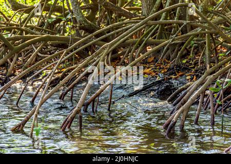 Primo piano di vegetazione fitta nella foresta tropicale di mangrovie con le sue radici Foto Stock