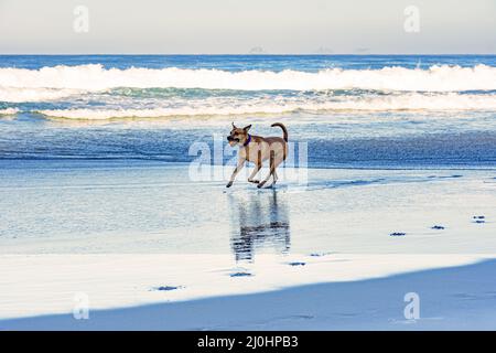 Cane CUR corsa con palla in bocca sulle sabbie della spiaggia di Ipanema Foto Stock