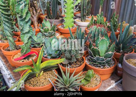 Cactus misti e piante succulente tra cui Gasteria bastenia 'Golden' che cresce in contenitori all'interno di serra commerciale. Foto Stock