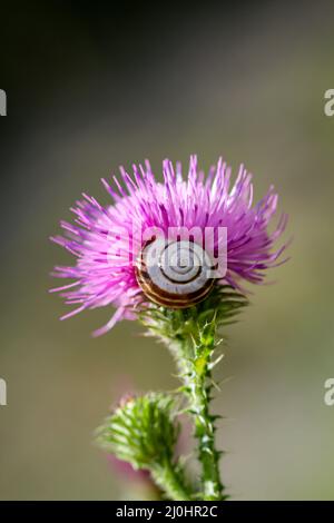 Una lumaca siede sul fiore di un cardo di latte. Foto Stock