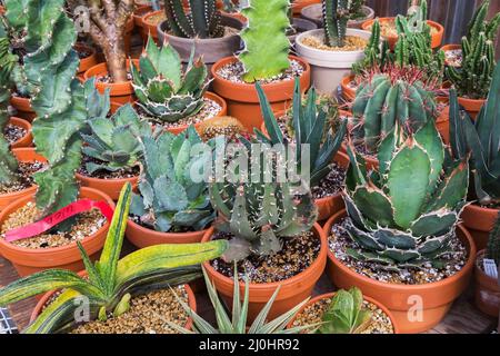 Cactus misti e piante succulente tra cui Gasteria bastenia 'Golden' che cresce in contenitori all'interno di serra commerciale. Foto Stock