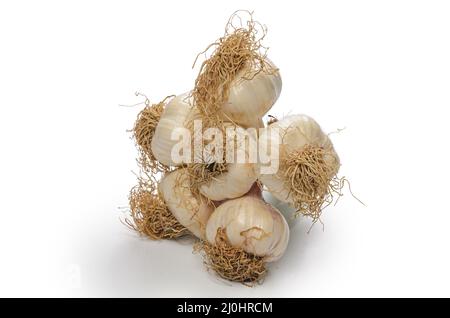 Mazzo di teste di aglio su sfondo bianco con ombra morbida Foto Stock